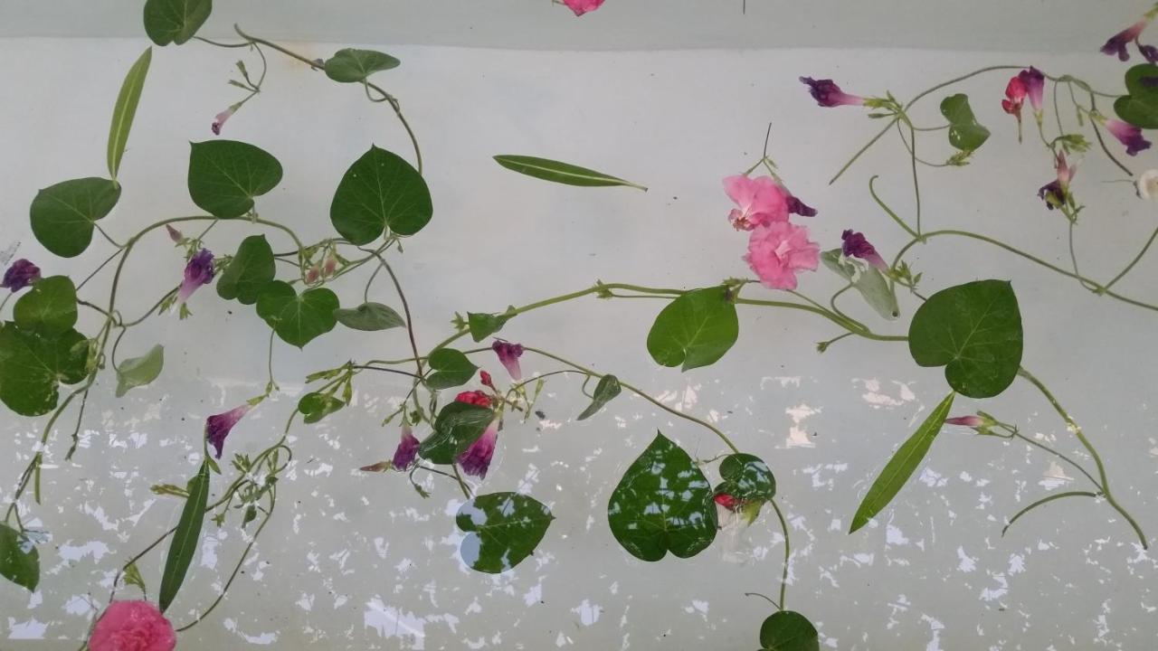 דירות גרנדה Casa Bambu מראה חיצוני תמונה